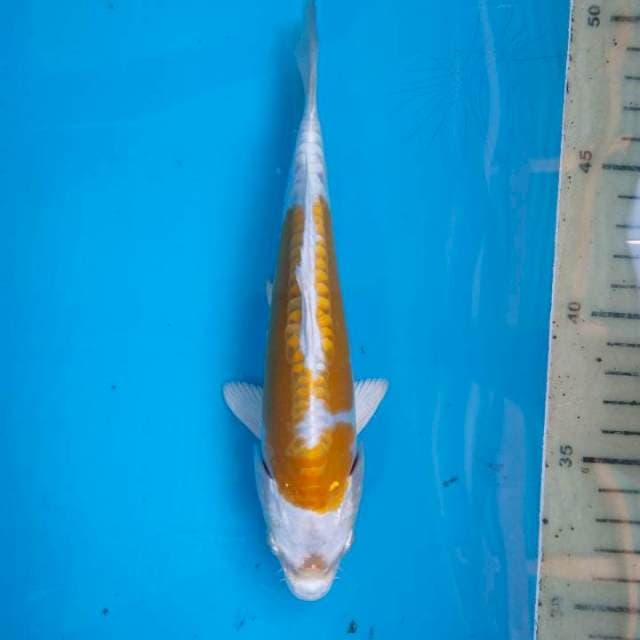 Ngenek.an 20 cm