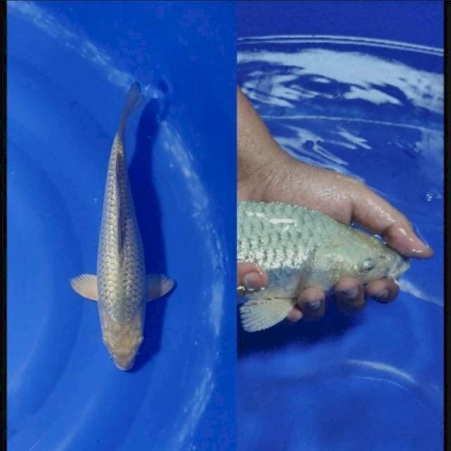 Soragoi Ginrin Full Berpunuk 30cm (F)