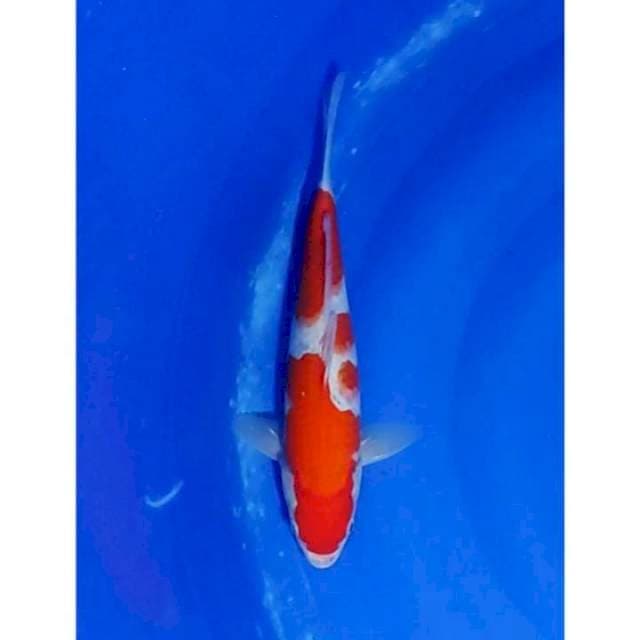 HQ Strong Kohaku 34cm (F)