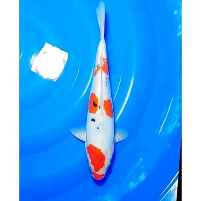 Kuchibeni 3step Original Doitsu Sanke 32cm (F)
