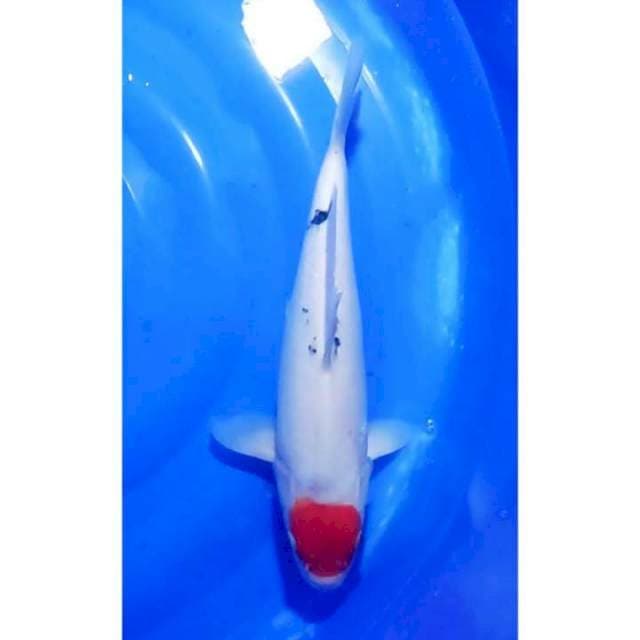 HQ Tancho Sanke 39cm (M)