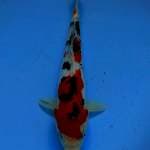 Sanke 25cm