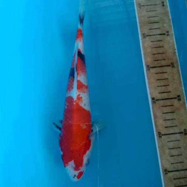 Showa 25cm
