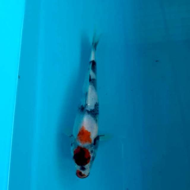 Maruten showa 18cm
