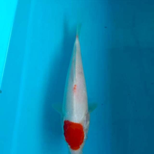 Tanco kohaku 20cm