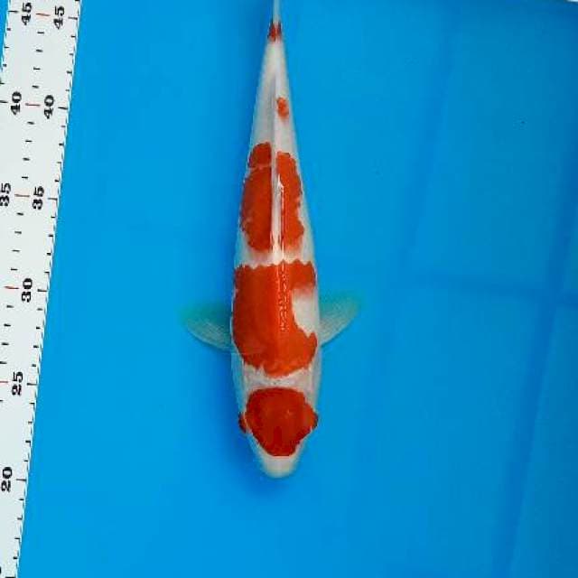 MARUTEN KOHAKU