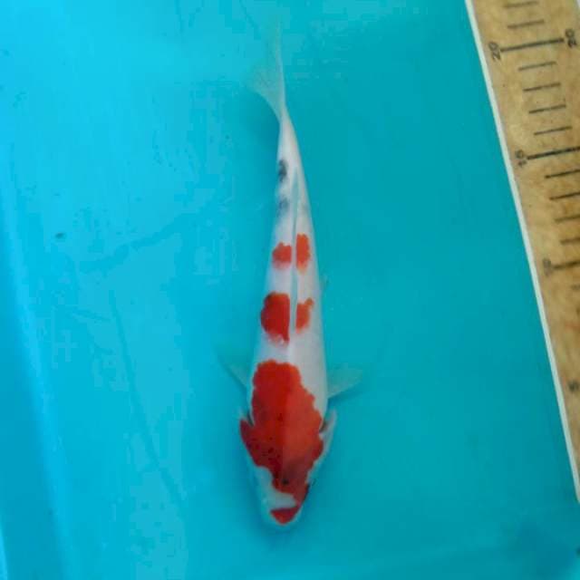 Showa 20cm