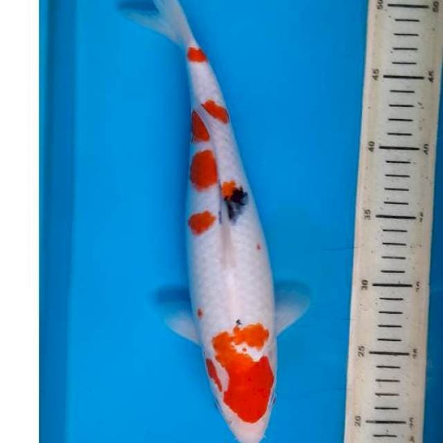 Kohaku sanke 34cm 