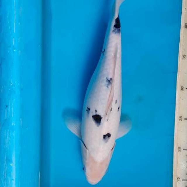 Bekko 34cm