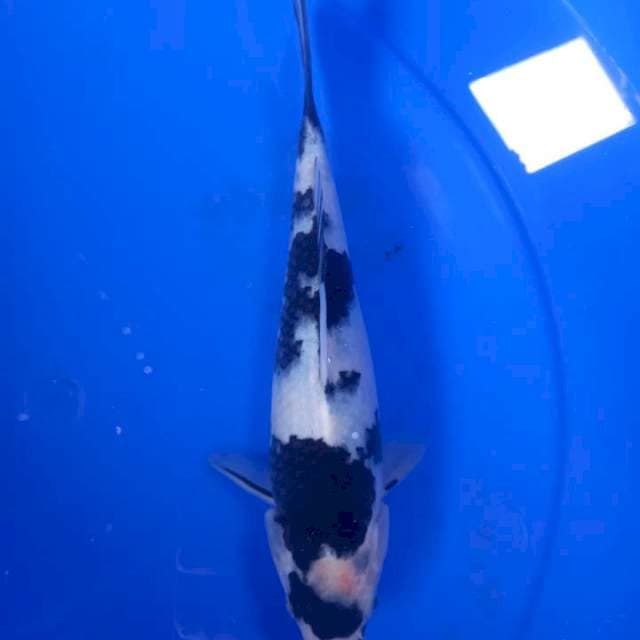Shiro utsuri 25cm