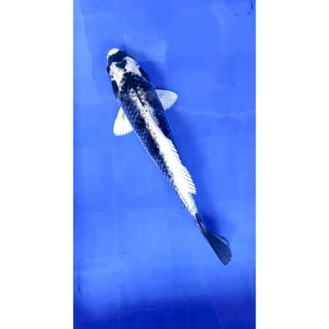 1. Kabuto - 33cm