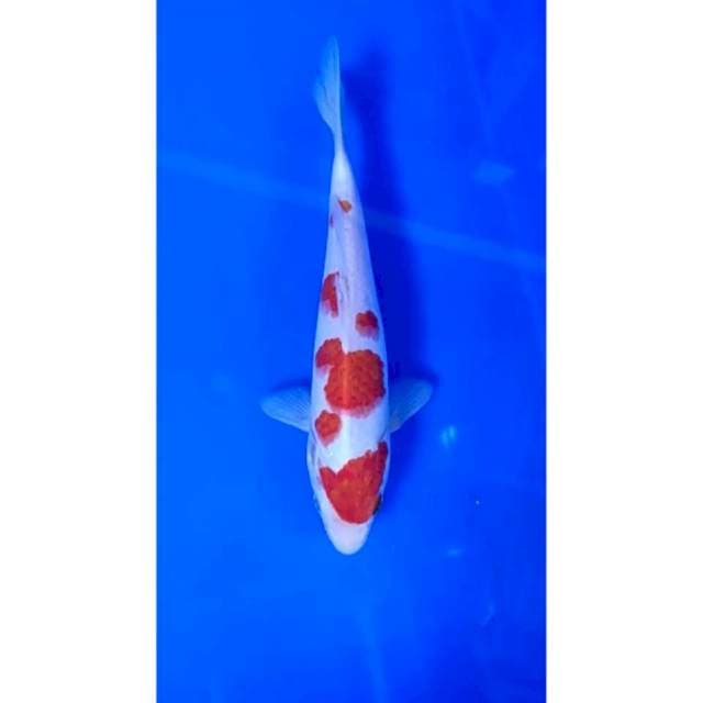 4. Kohaku -19cm -Jantan