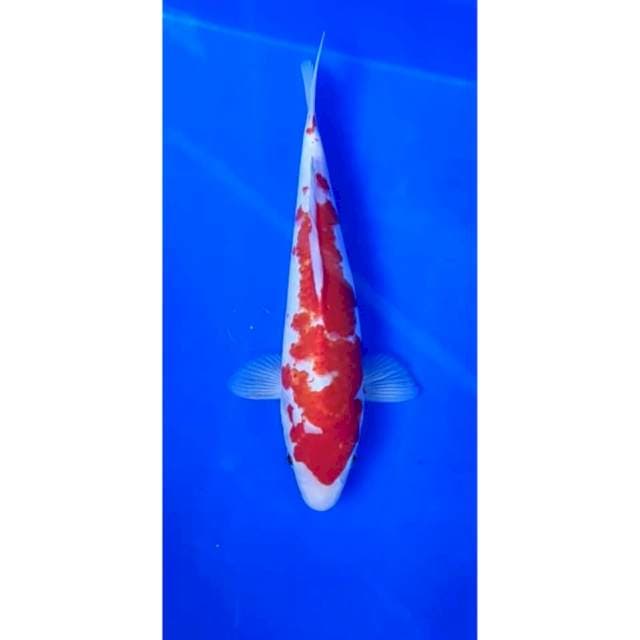 5. Kohaku -25cm