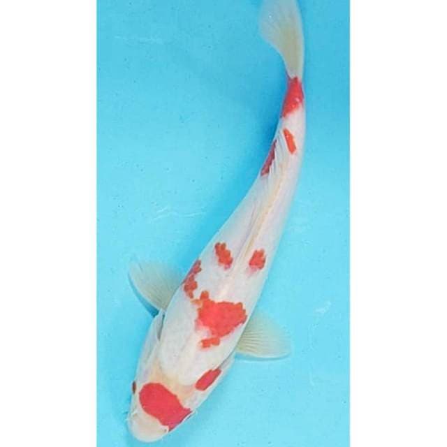 Kohaku 27cm