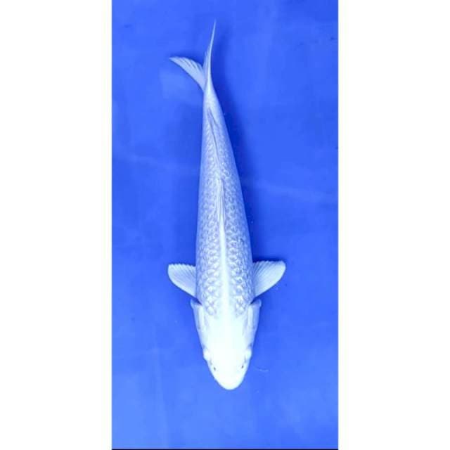 7. Platinum ginrin - 32cm