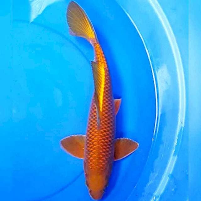 Tembaga Merah 40cm