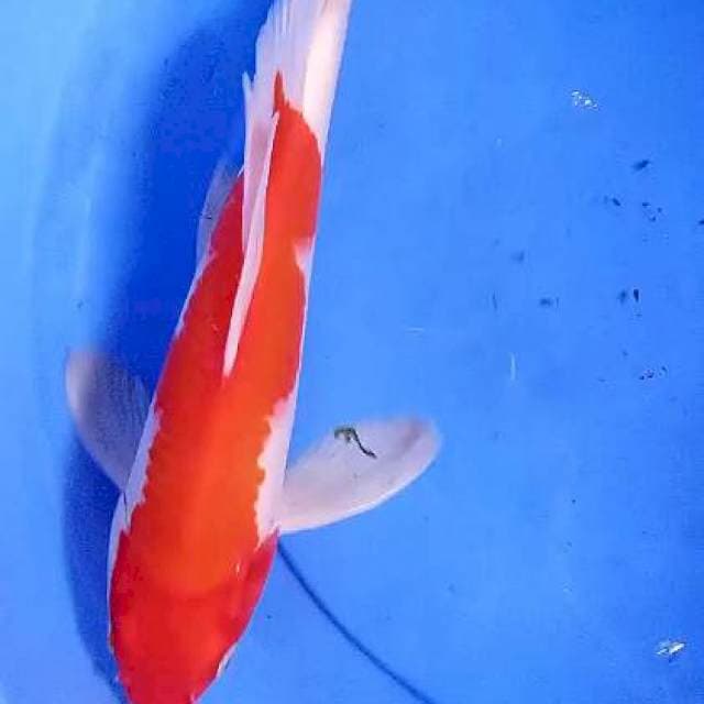Kumpay red kohaku 36 cm