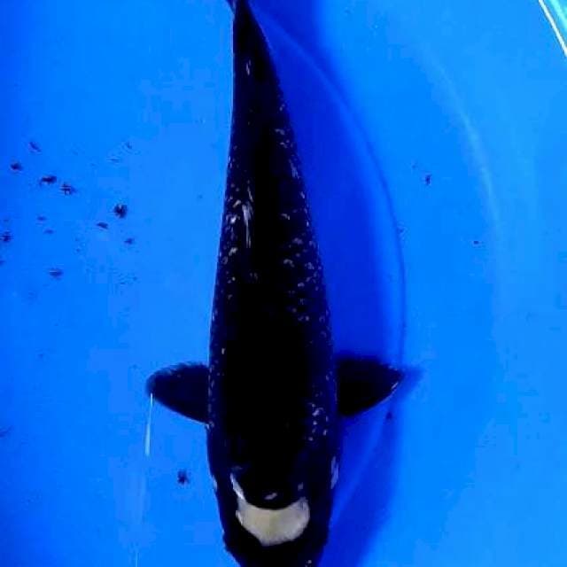Tanco antiq 32 cm
