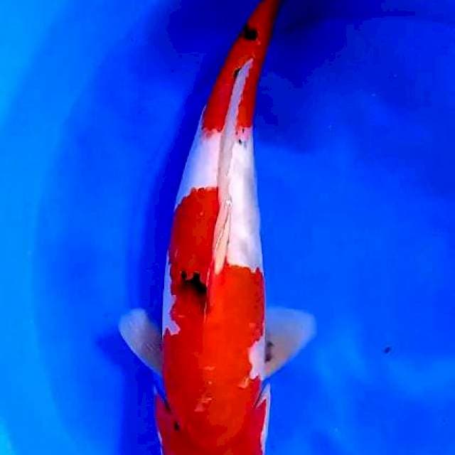 Sanke jumbo 42 cm