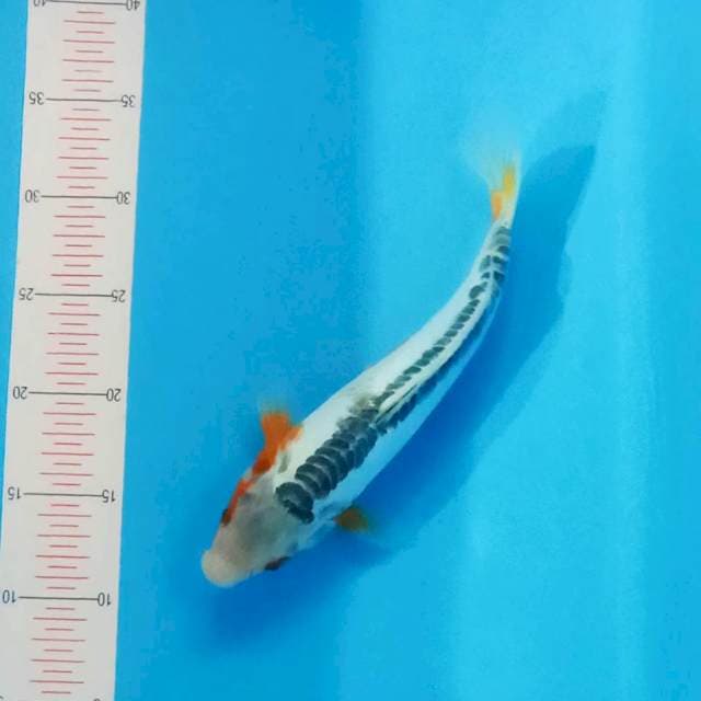 Shusui 27cm HQ