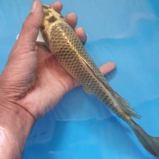 Kungpai mukasi ring rapih jos