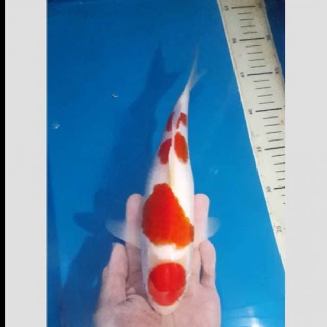 kohaku 4step original premium class