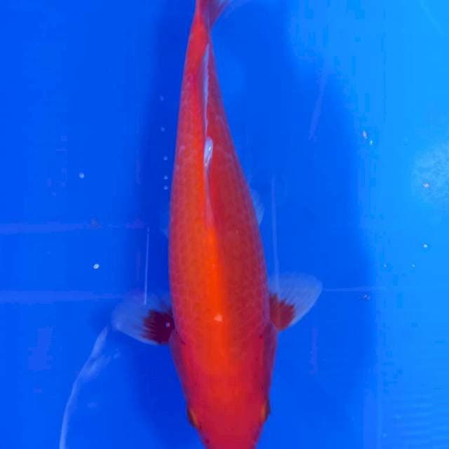 Akahajiro HQ joss 25cm