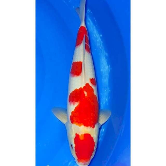 HQ Kohaku Super Strong 40cm (M)