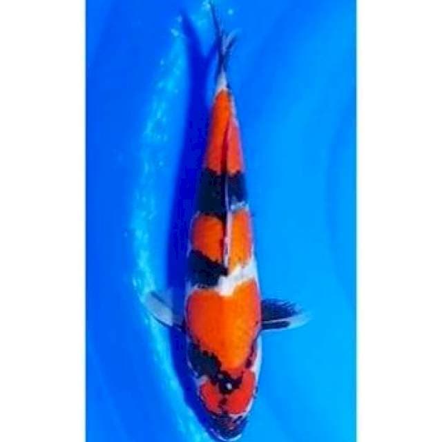 HQ 3step Showa Sanshoku 33cm (F)