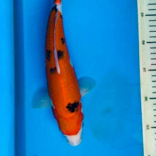 Sanke M31cm