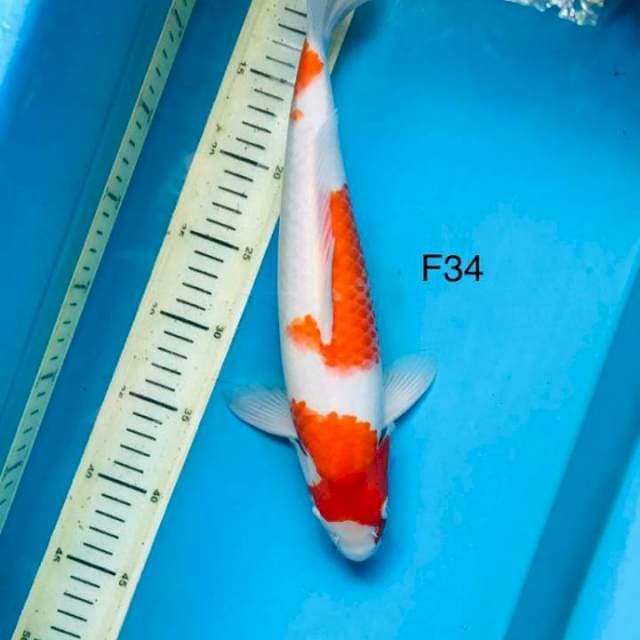 Kohaku F34cm