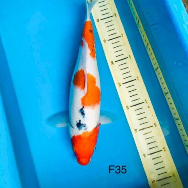 Sanke bulky F35cm