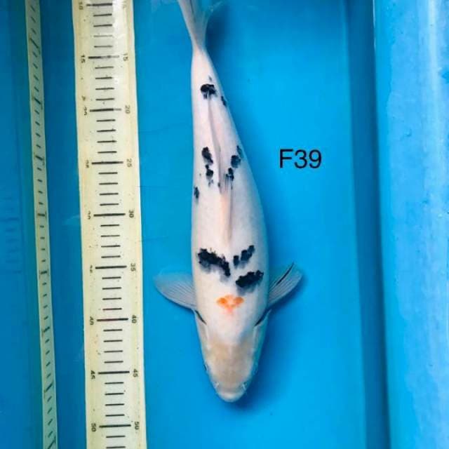 Bekko F39cm