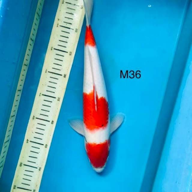 Sanke M36cm