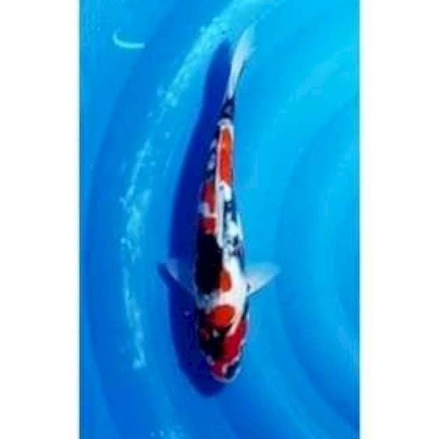 Super Kindai Showa Tategoi calon Istimewa 33cm (M)