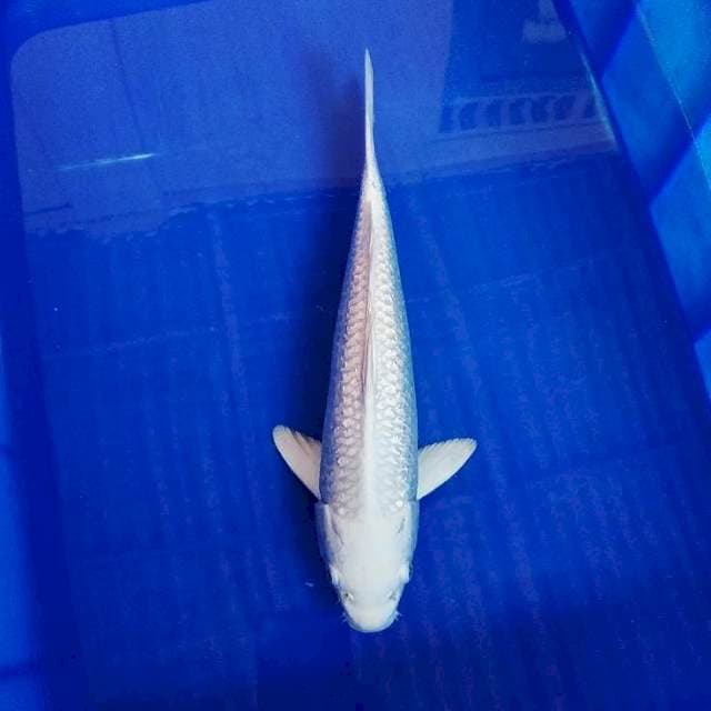 Platinum Ginrin 34cm