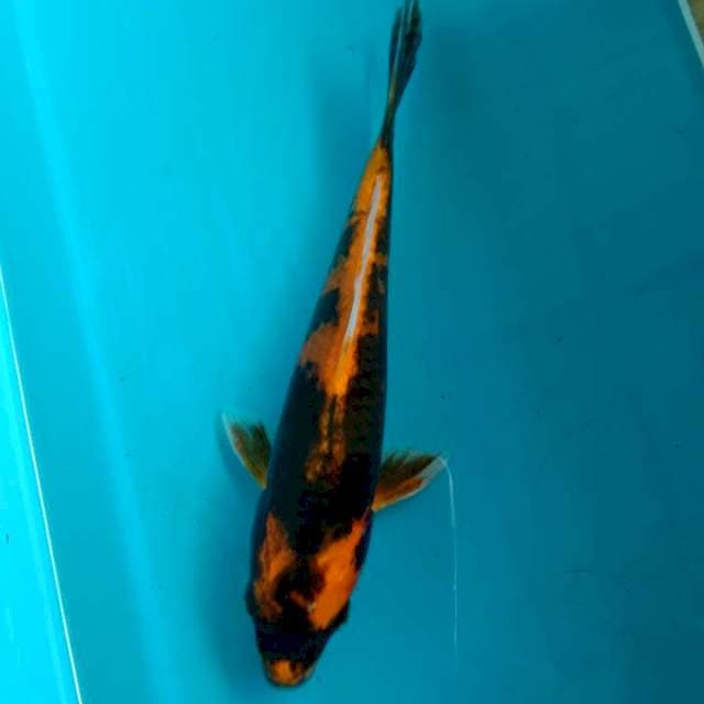 Kin Kabuto 20cm