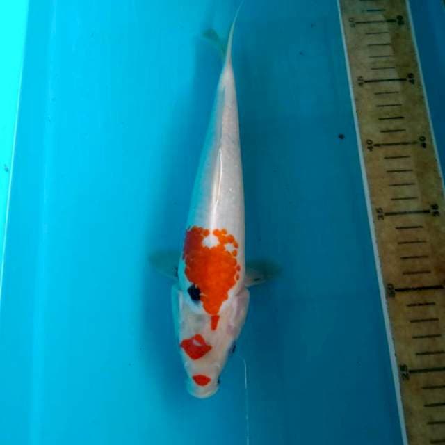 Showa 26cm
