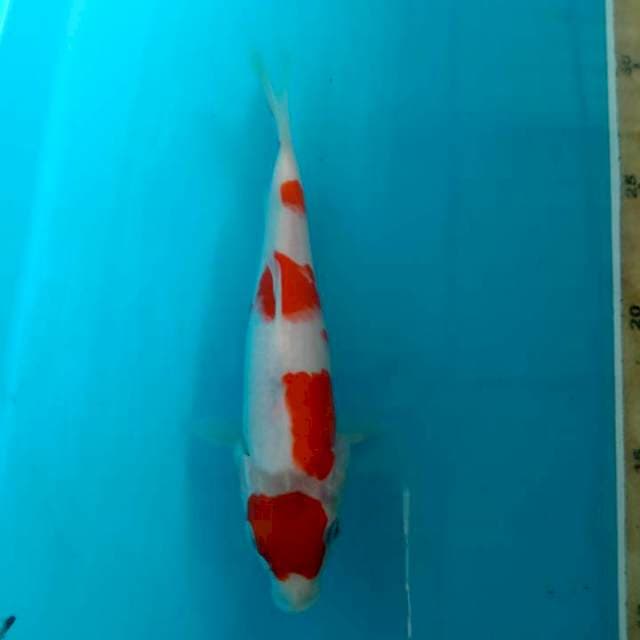 Kohaku 19cm