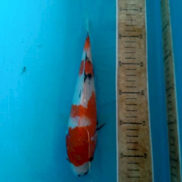 Showa 25cm