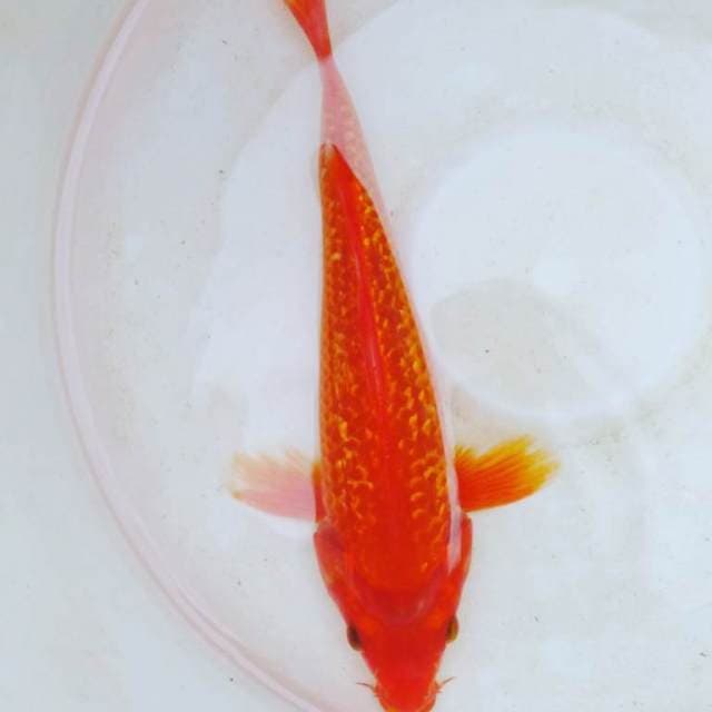 Aka hajiro ginrin