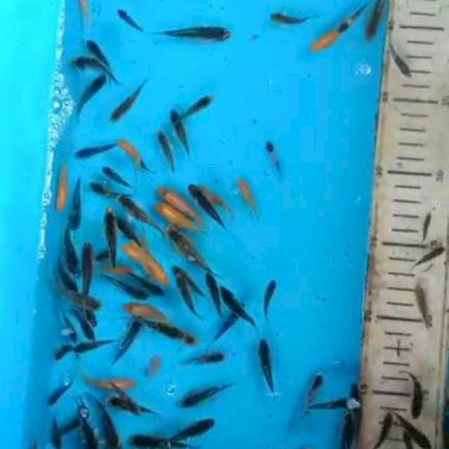 Kunpay 3 - 5 cm 100 ekor