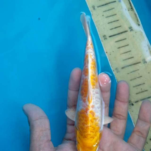 Aragoke 15 cm