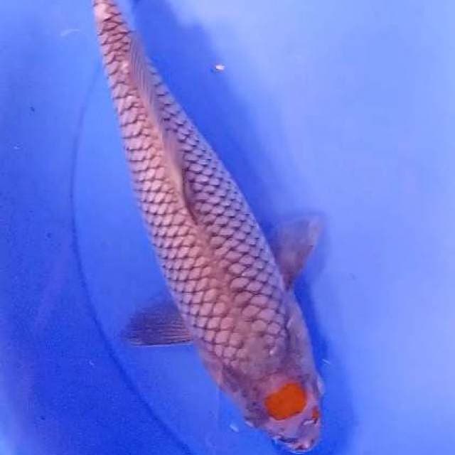 Tc ochiba 31 cm