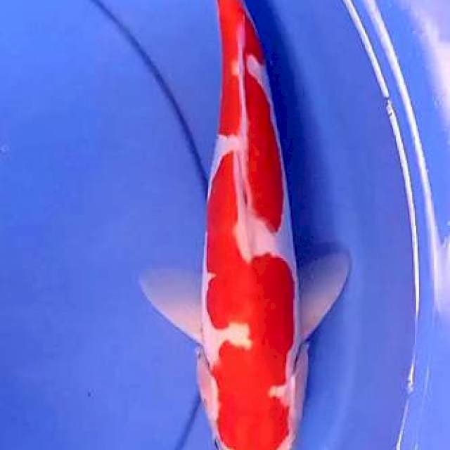 Doitsu sz 30 cm