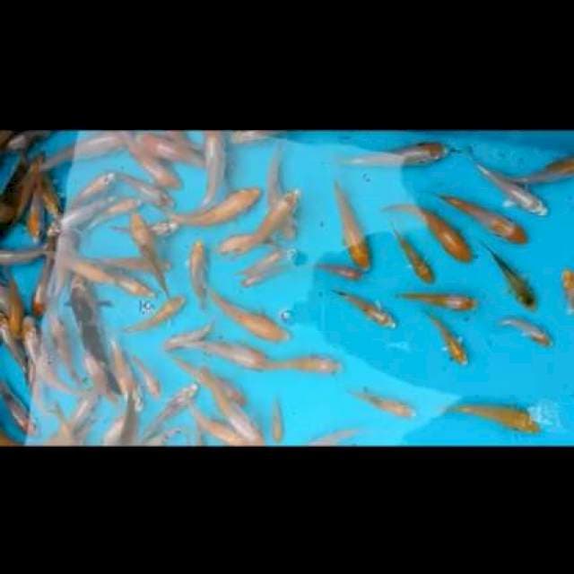 Kohaku 3 - 5 cm, 100; ekor