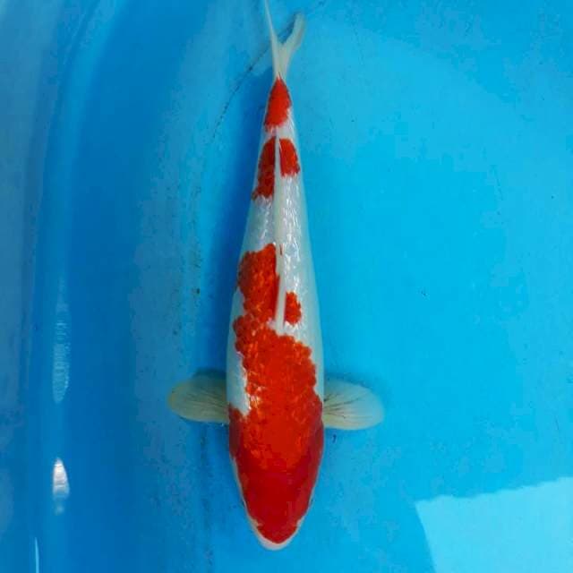 Sowa ginrin tategoi red strong 32cm