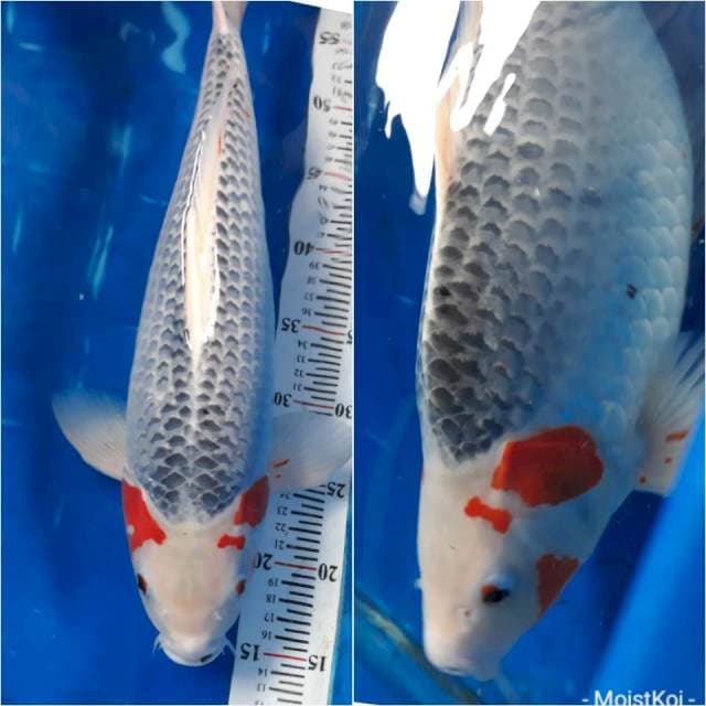 Super Asagi Punuk, Jantan body 😊, 46cm