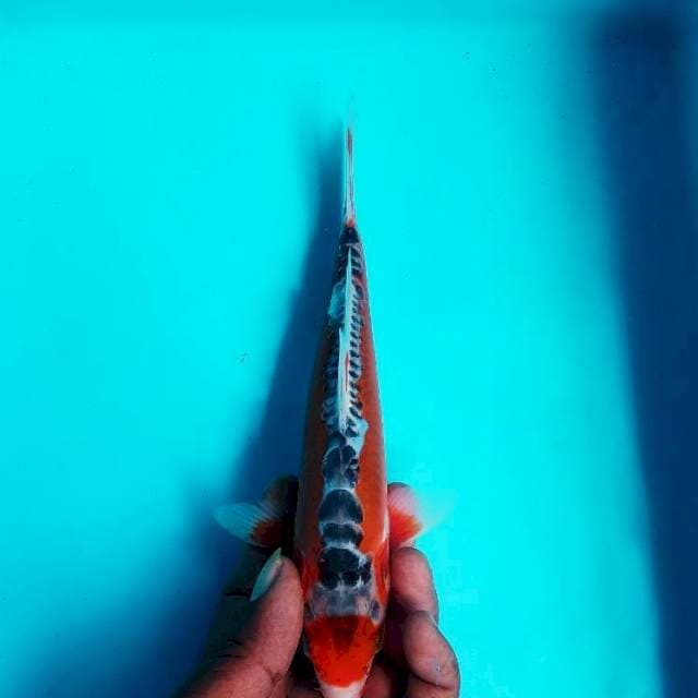 Shusui 23cm