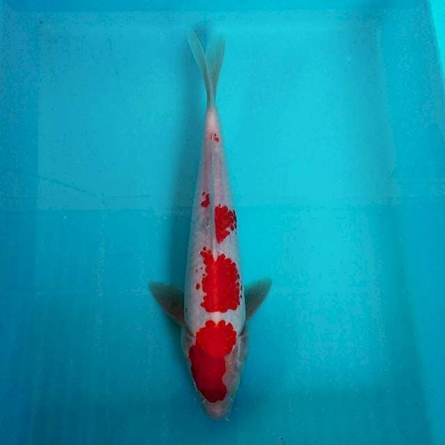 Kohaku 28cm